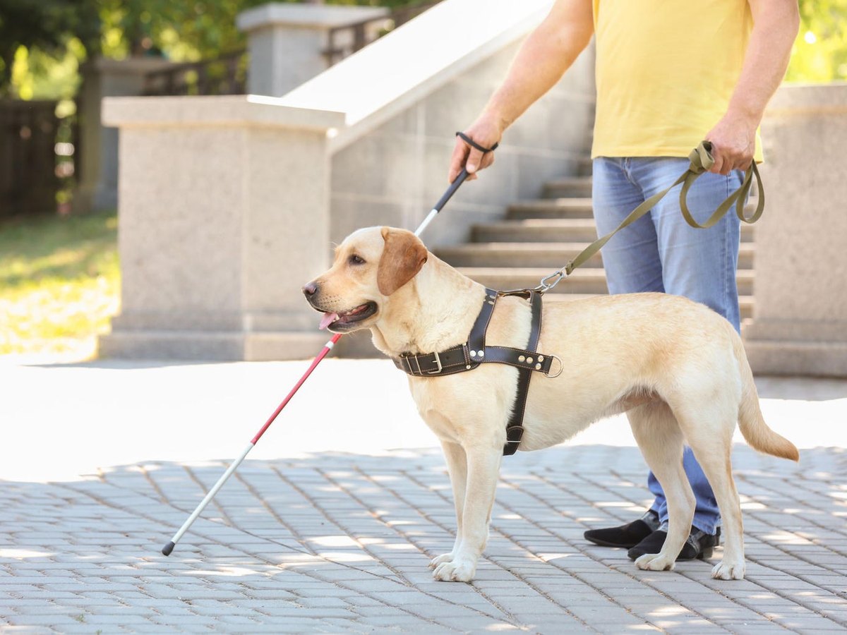 Guide dogs and America’s VetDogs